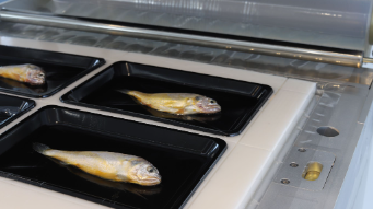 vacuum skin packaging applications Vakuum-Skin-Verpackungsanwendungen